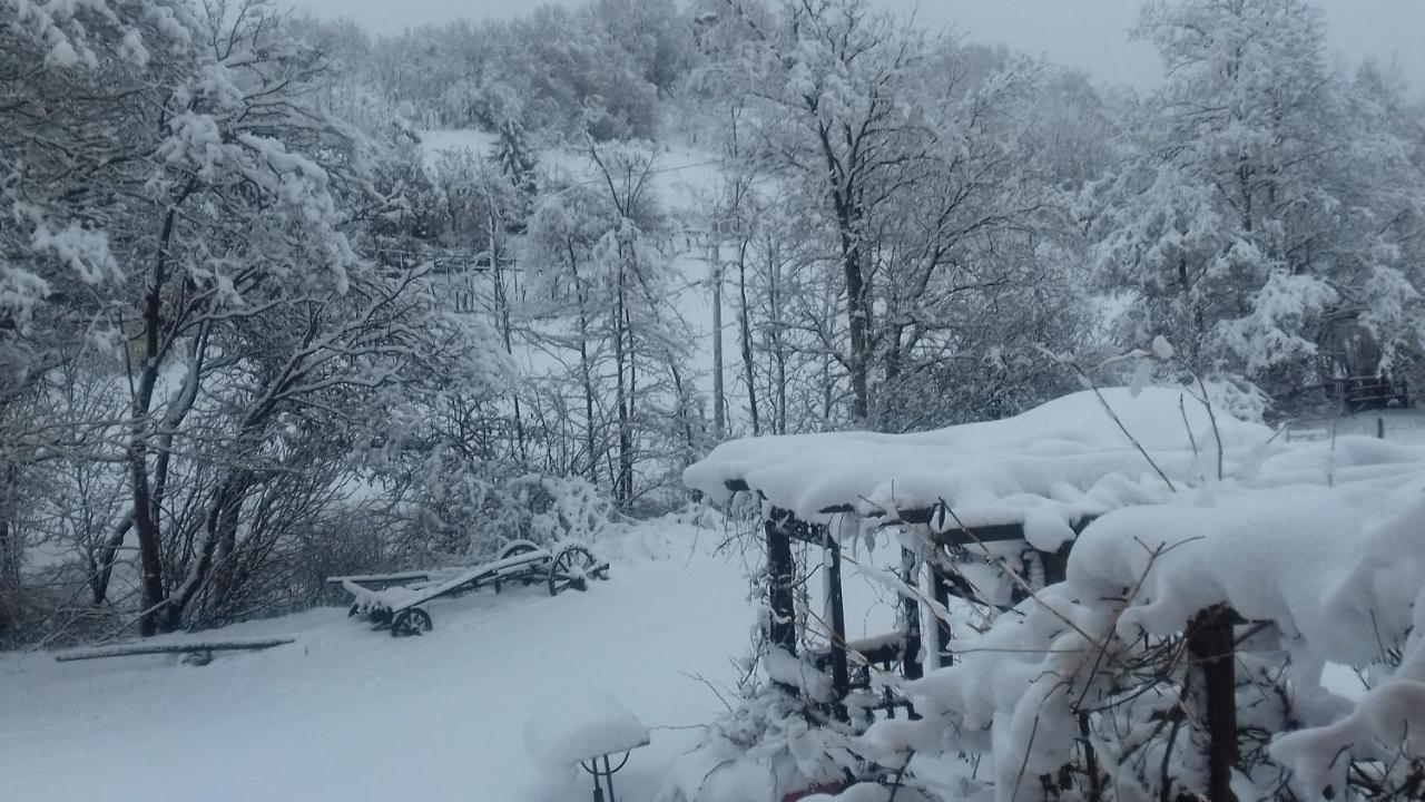 Il pettirosso di Giusvalla Esterno foto