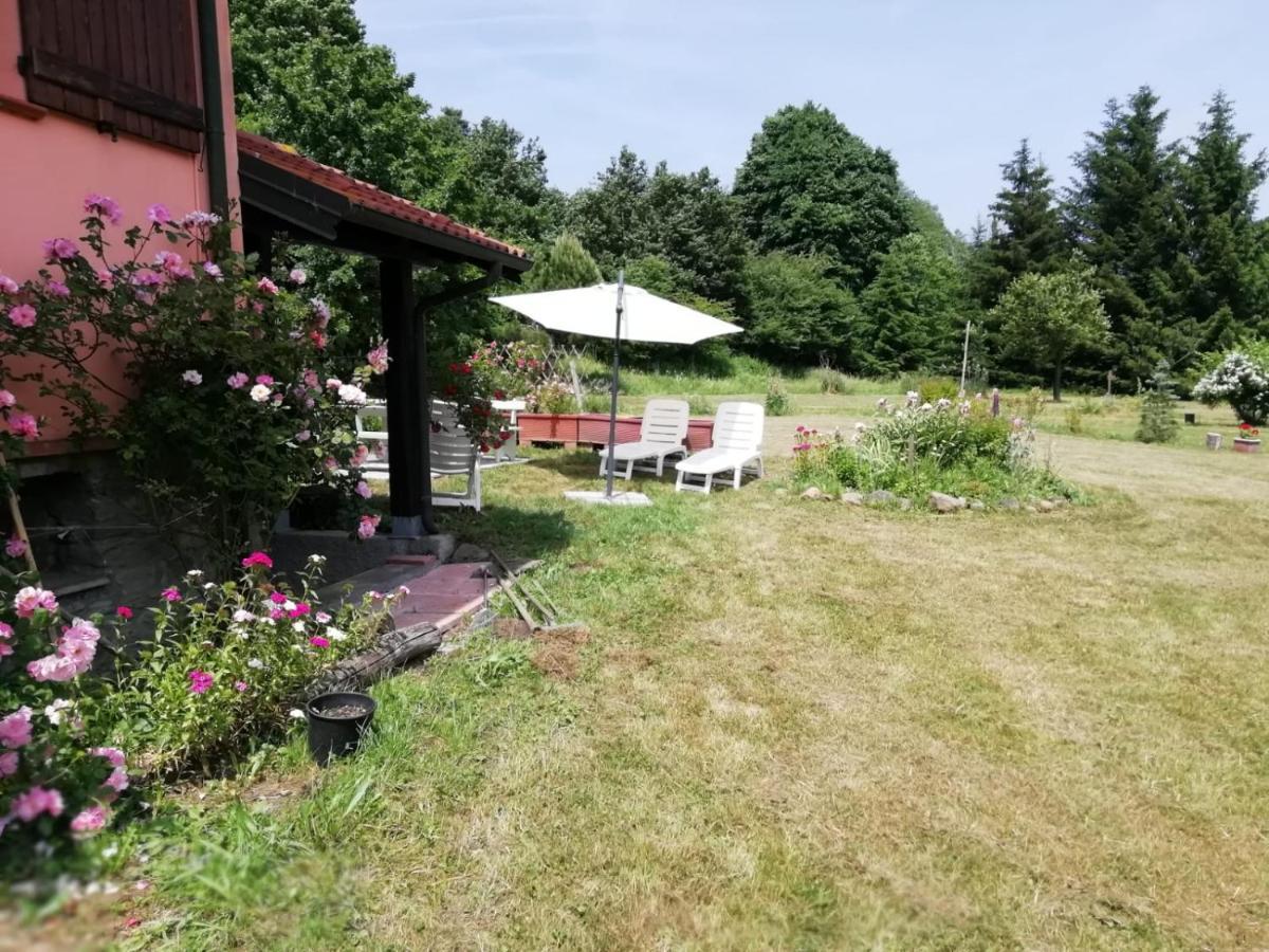 Il pettirosso di Giusvalla Esterno foto