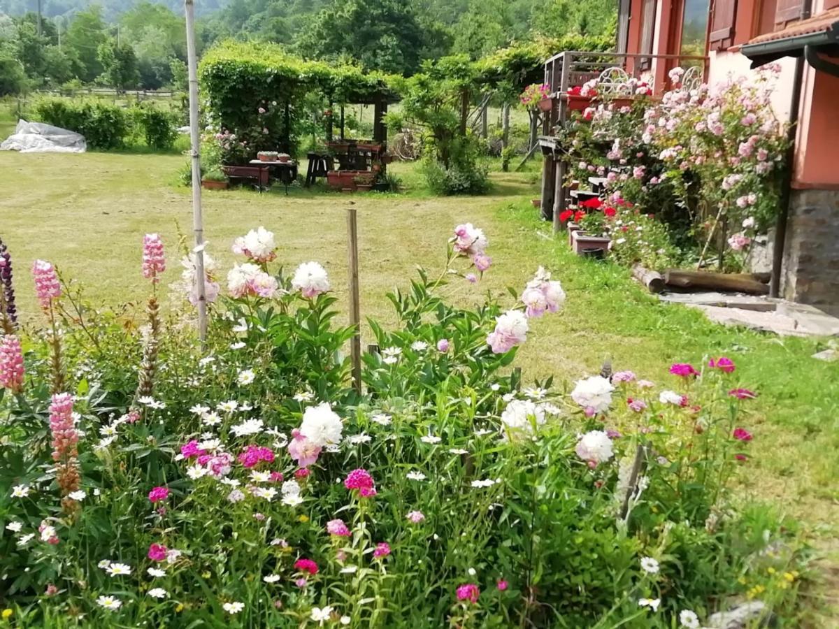 Il pettirosso di Giusvalla Esterno foto