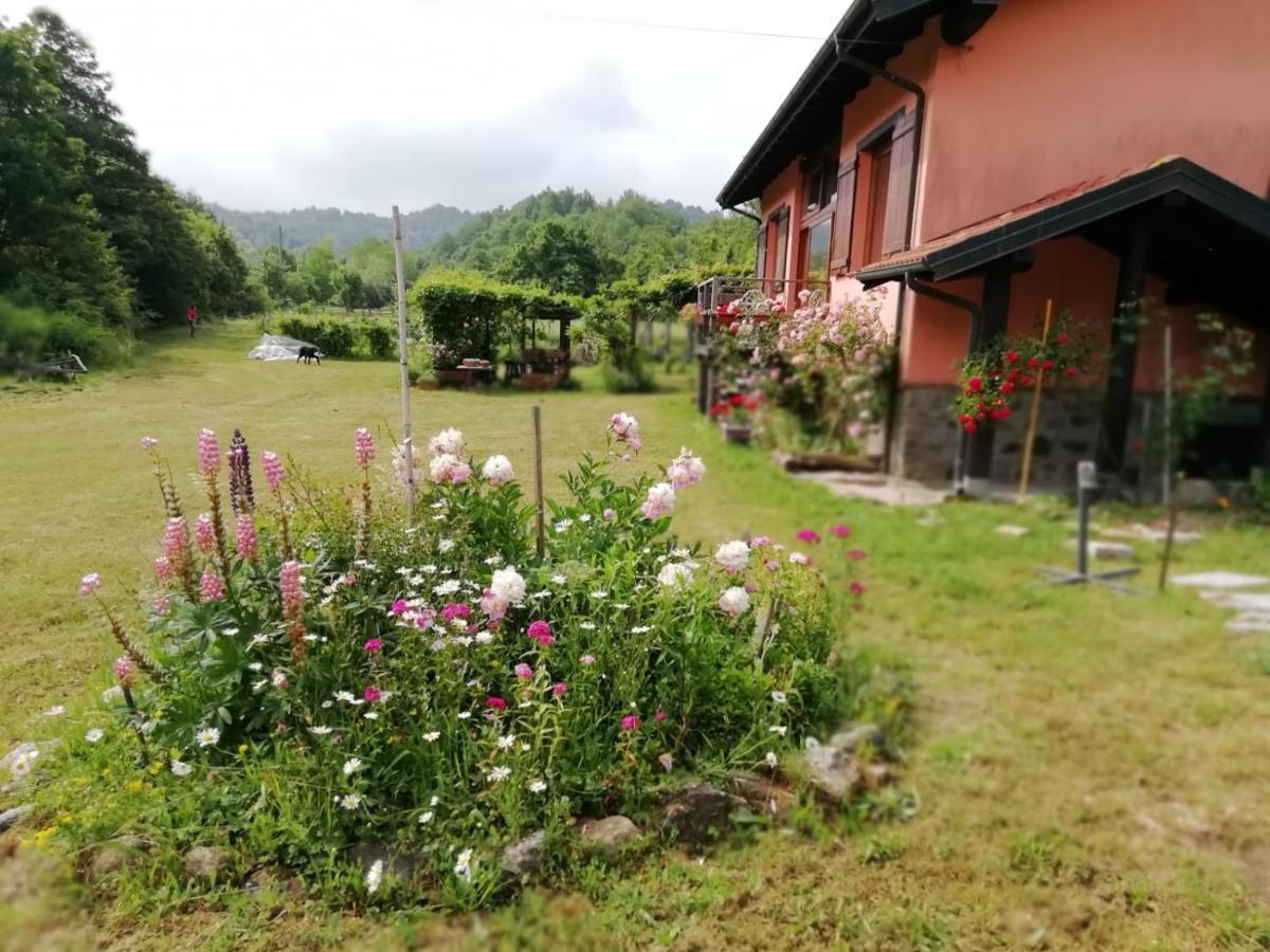 Il pettirosso di Giusvalla Esterno foto