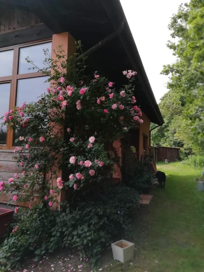 Il pettirosso di Giusvalla Esterno foto